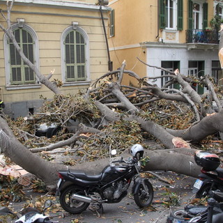 Il ficus crollato in via Roma