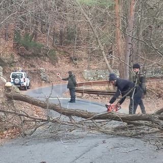 Crolla un albero sulla strada tra monte Bignone e Bajardo, intervento della Polizia Provinciale (Foto)