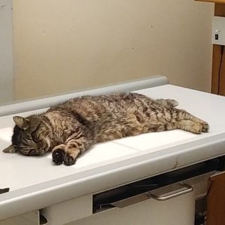 Vallecrosia, gatto randagio in gravi condizioni: salvato da Ambulanze Veterinarie Odv (Foto)