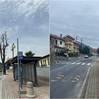 Camporosso, Gibelli a Morabito: "Gli alberi pericolosi sono stati rimossi la scorsa primavera" (Foto)