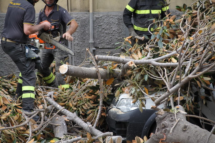 Sanremo: crollo della magnolia in via Roma, i testimoni "Un tonfo 'sordo' e poi un gran polverone" (Video)