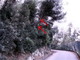 Camporosso: alberi a rischio crollo su via Oberto D'Oria, il Sindaco ordina il taglio alla proprietaria (Foto)