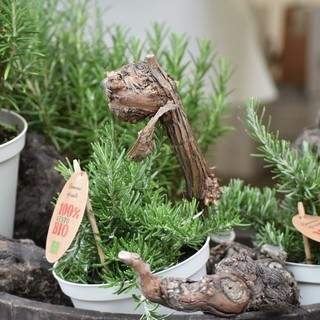 Diano Marina: 'Aromatica', gli show cooking, l'evento nell'evento. Il programma della manifestazione