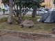 Ventimiglia: in frazione Latte uomo allestisce un camping nei giardini con la tenda e un asino (Foto)
