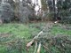 Bordighera: grosso albero di eucalipto cade in via Sapergo, intervento dei Vigili del Fuoco per la messa in sicurezza