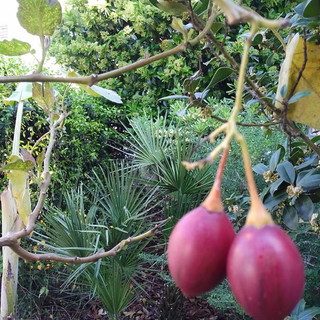 Accordo raggiunto per i fondi FEASR: Piana "Nuovi fondi alle regioni, 4.5 milioni in più alla Liguria"