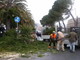 Sanremo: pianta pericolante di fronte a Santa Tecla, intervento dei Vigili del Fuoco e del settore giardini Sanremo: pianta pericolante di fronte a Santa Tecla, intervento dei Vigili del Fuoco e del settore giardini