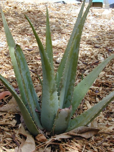 Se l'Aloe non è vulgaris .... Se l'Aloe non è vulgaris ....