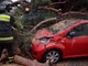 Sanremo: il maltempo continua a colpire sul ponente, pino marittimo crolla a Villa Nobel (Foto e Video)