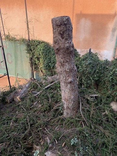 Albero all'ingresso del Bordighera Lawn Tennis Club abbattuto per motivi di pubblica sicurezza Albero all'ingresso del Bordighera Lawn Tennis Club abbattuto per motivi di pubblica sicurezza