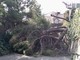 L'albero caduto sulla pista ciclabile a Bussana