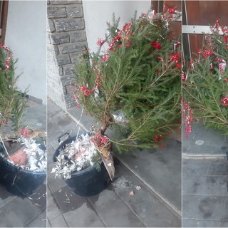 Ventimiglia, l'albero di Natale davanti alla chiesa delle Gianchette preso di mira dai vandali (Foto)