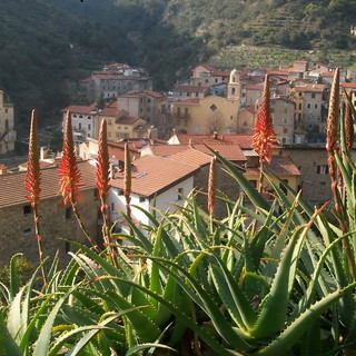 Venerdì l'aloe arborescens protagonista al Teatro Comunale di Ventimiglia con la conferenza ‘Semplicemente aloe’
