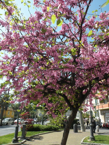 Sanremo: ai Giardini Ruffini una splendida fioritura dell'Albero di Giuda
