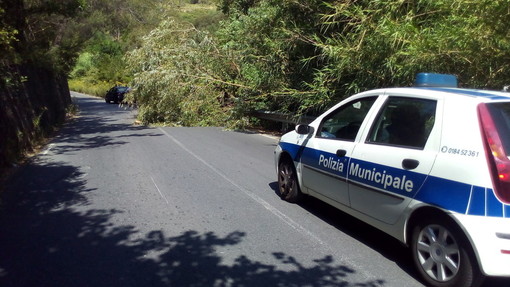 Sanremo: albero cade sulla strada per il carcere di Valle Armea, intervento di Polizia Municipale e Penitenziaria (Foto)