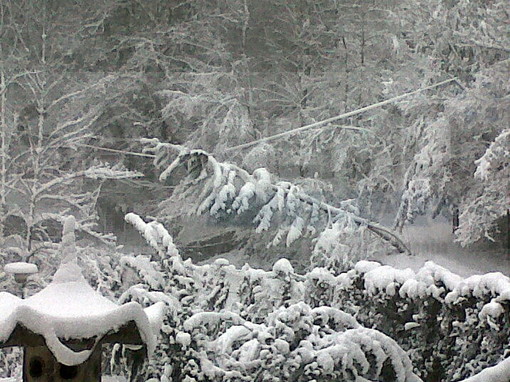 San Romolo: continua a nevicare copiosamente, un albero minaccia la corrente elettrica della zona San Romolo: continua a nevicare copiosamente, un albero minaccia la corrente elettrica della zona