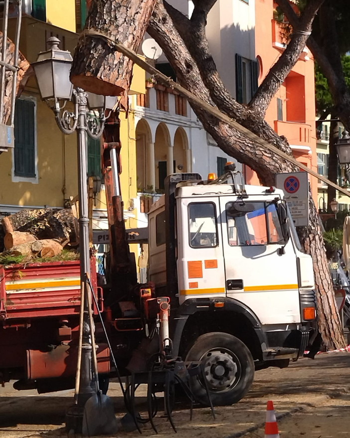 Sanremo: abbattimento dei pini marittimi in via Nino Bixio, diffida al Comune dal comitato 'Pat' Sanremo: abbattimento dei pini marittimi in via Nino Bixio, diffida al Comune dal comitato 'Pat'