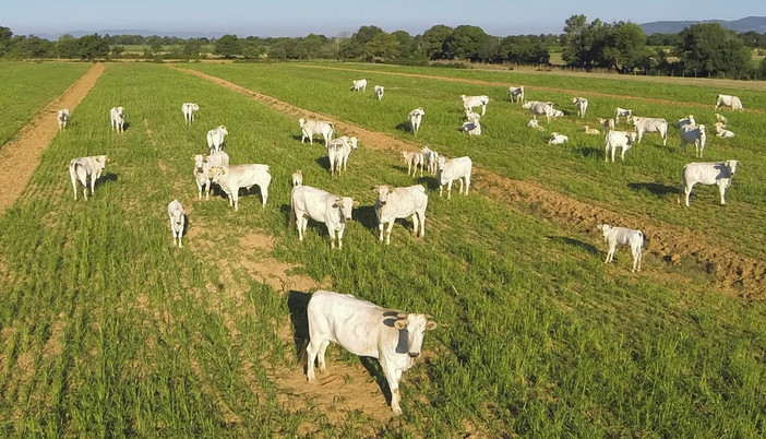 Regione Liguria, Assessore Mai: “2 milioni di euro da bandi PSR per il benessere degli animali d'allevamento” Regione Liguria, Assessore Mai: “2 milioni di euro da bandi PSR per il benessere degli animali d'allevamento”