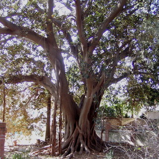 Bordighera: il 9 giugno prossimo la 2a giornata della 'Cittadinanza attiva'