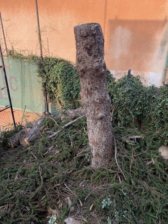 Albero all'ingresso del Bordighera Lawn Tennis Club abbattuto per motivi di pubblica sicurezza Albero all'ingresso del Bordighera Lawn Tennis Club abbattuto per motivi di pubblica sicurezza