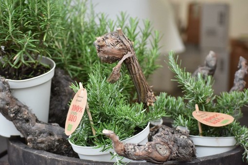 Diano Marina: 'Aromatica', gli show cooking, l'evento nell'evento. Il programma della manifestazione