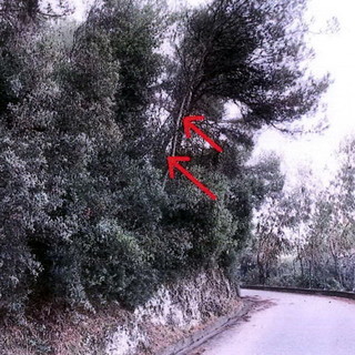 Camporosso: alberi a rischio crollo su via Oberto D'Oria, il Sindaco ordina il taglio alla proprietaria (Foto)