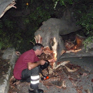 Ventimiglia: un vecchio platano cade in via della Repubblica, per fortuna nessun danno