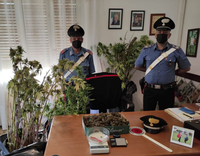 Ceriana: coltivava marijuana nella propria abitazione, i Carabinieri arrestano un uomo di 35 anni Ceriana: coltivava marijuana nella propria abitazione, i Carabinieri arrestano un uomo di 35 anni