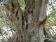 Ventimiglia: domenica prossima agli Hanbury il nuovo volume 'Taccuino del cercatore di alberi'