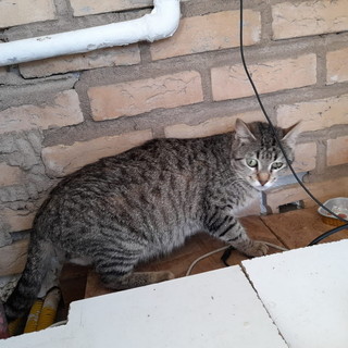 Tra Imperia e Savona molti i salvataggi di gattini abbandonati : l'Accademia Kronos in prima linea (foto)