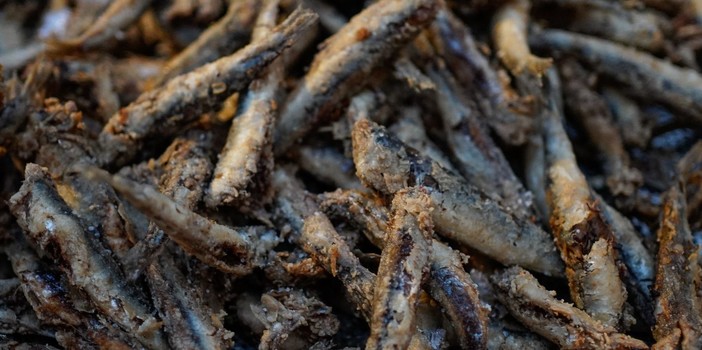 Acciughe, vino e musica: a Vallebona torna "L’anciua in se crote" (Foto) Acciughe, vino e musica: a Vallebona torna "L’anciua in se crote" (Foto)