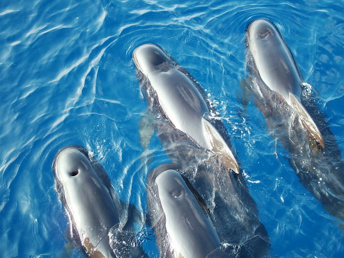 Santuario dei Cetacei: conclusa ieri a Genova la sessione straordinaria del segretariato con Italia, Francia e Monaco Santuario dei Cetacei: conclusa ieri a Genova la sessione straordinaria del segretariato con Italia, Francia e Monaco