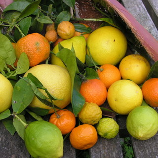 Vallebona, “Gli agrumi”: Salabande ospita una conferenza di Riccardo Lanteri Vallebona, “Gli agrumi”: Salabande ospita una conferenza di Riccardo Lanteri