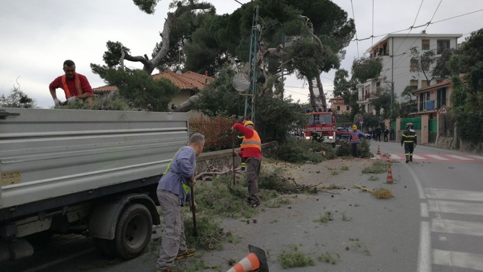 Sanremo: albero pericolante sull'Aurelia, intervento dei Vigili del Fuoco per la messa in sicurezza (Foto e Video) Sanremo: albero pericolante sull'Aurelia, intervento dei Vigili del Fuoco per la messa in sicurezza (Foto e Video)