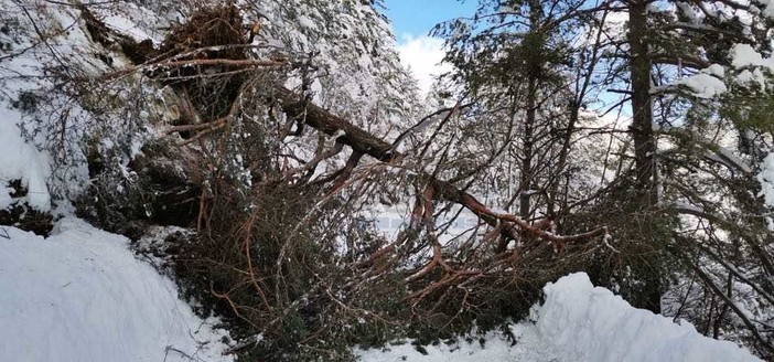 Grosso albero cade sulla strada per Colle Melosa: viabilità interrotta in attesa del taglio della pianta (foto)