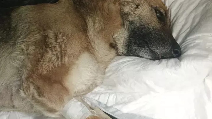 Cagnolina morsa da una vipera in Valle Argentina: Amy lotta tra la vita e la morte, lanciata raccolta fondi