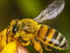 Coldiretti lancia l’allarme: “Il clima pazzo mette a rischio la produzione di miele”