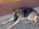 Sanremo: smarrita a Poggio la cagnolina Arien in zona Poggio, il padrone la sta cercando Sanremo: smarrita a Poggio la cagnolina Arien in zona Poggio, il padrone la sta cercando