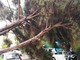 Sanremo: abbattimento di un eucaliptus in via Scoglio, interviene nuovamente il Comitato Pat