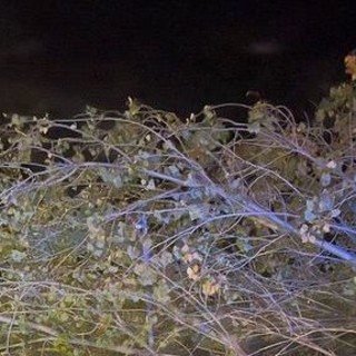 Imperia: albero cade in strada dei Coppi Rossi, nella notte intervento dei Vigili del Fuoco Imperia: albero cade in strada dei Coppi Rossi, nella notte intervento dei Vigili del Fuoco