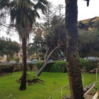 Sanremo: il maltempo colpisce ancora, caduto un albero su via Privata Scoglio, intervento di Vigili del Fuoco e Municipale (Foto e Video)