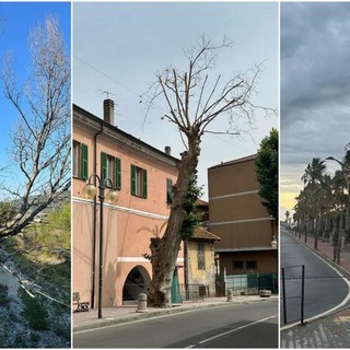 Camporosso, Morabito: "A giugno avevamo segnalato le piante pericolose per la pubblica incolumità ma nulla è stato fatto" (Foto)