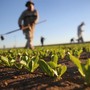 Giovani agricoltori, dalla Liguria quasi 5 milioni di euro per nuove imprese: premio fino a 35mila euro