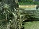 Imperia: albero secolare crollato nella zona del Monte Calvario dopo il vento di giovedì scorso Imperia: albero secolare crollato nella zona del Monte Calvario dopo il vento di giovedì scorso