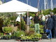 Mostra mercato di piante insolite e mediterranee: sabato e domenica dalle 10 alle 19 espositori selezionati animeranno l'esclusivo porto turistico di Marina degli Aregai