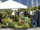 Mostra mercato di piante insolite e mediterranee: sabato e domenica dalle 10 alle 19 espositori selezionati animeranno l'esclusivo porto turistico di Marina degli Aregai Mostra mercato di piante insolite e mediterranee: sabato e domenica dalle 10 alle 19 espositori selezionati animeranno l'esclusivo porto turistico di Marina degli Aregai