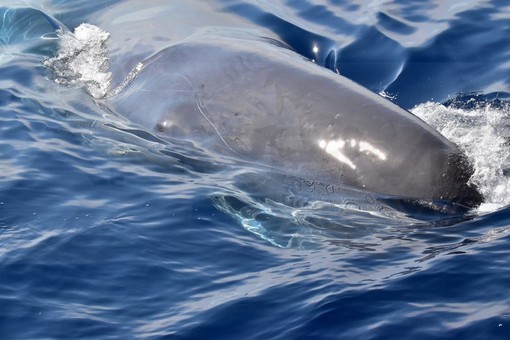Santuario Pelagos: 16 capodogli avvistati e catalogati, nei giorni scorsi c'era anche 'Carli' (Foto e Video) Santuario Pelagos: 16 capodogli avvistati e catalogati, nei giorni scorsi c'era anche 'Carli' (Foto e Video)