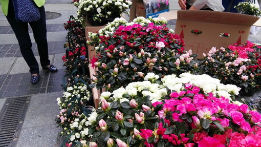 Azalea per la Ricerca: raccolti domenica scorsa 3.445 a Dolceacqua, Isolabona e Rocchetta Azalea per la Ricerca: raccolti domenica scorsa 3.445 a Dolceacqua, Isolabona e Rocchetta