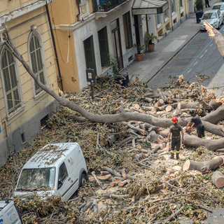 Sanremo: due crolli di alberi in due cimiteri negli ultimi mesi, dopo i controlli dovranno esserne abbattuti 37 Sanremo: due crolli di alberi in due cimiteri negli ultimi mesi, dopo i controlli dovranno esserne abbattuti 37