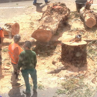 Sanremo: due eucalyptus abbattuti in città, erano malati e rischiavano di cadere
